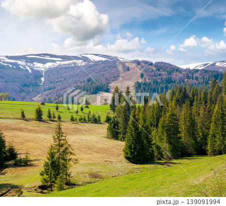 carpathian mountain landscape during spring. peaceful countryside scenery with coniferous forest near grassy field. beautiful borzhava ridge with snow capped top in the distance. remote region carpathian mountain landscape during spring. peaceful countryside scenery with coniferous forest near grassy field. beautiful borzhava ridge with snow capped top in the distance. remote region 139091994