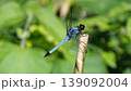 トンボ 139092004