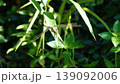 トンボ 139092006
