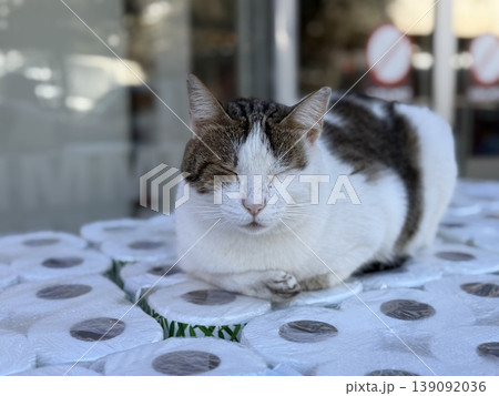 Cat sleeping on stack of toilet paper in outdoor market setting 139092036