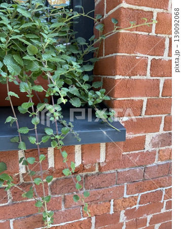 Brick wall with green vines climbing around a dark metal frame, perfect for background use Brick wall with green vines climbing around a dark metal frame, perfect for background use 139092068