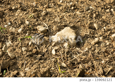 Detailed texture of dry earth with grey stones. Rocky soil background 139092121