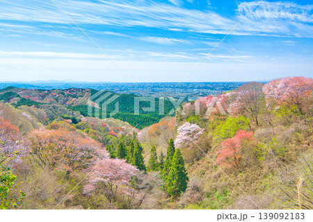 栃木県大田原市 御亭山から見る満開の山桜 栃木県大田原市 御亭山から見る満開の山桜 139092183