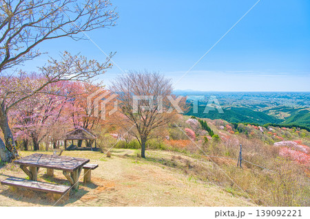 栃木県大田原市 御亭山に咲く満開の山桜 栃木県大田原市 御亭山に咲く満開の山桜 139092221