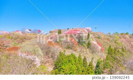 栃木県大田原市 御亭山から見る満開の山桜 栃木県大田原市 御亭山から見る満開の山桜 139092245