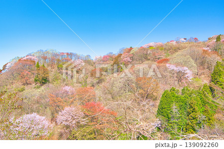 栃木県大田原市 御亭山から見る満開の山桜 栃木県大田原市 御亭山から見る満開の山桜 139092260