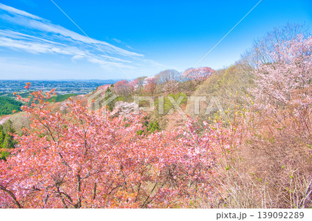 栃木県大田原市 御亭山から見る満開の山桜 栃木県大田原市 御亭山から見る満開の山桜 139092289