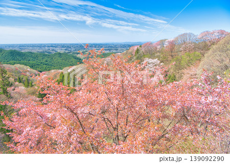 栃木県大田原市 御亭山から見る満開の山桜 栃木県大田原市 御亭山から見る満開の山桜 139092290