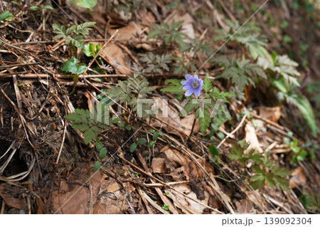 キクザキイチゲの花 キクザキイチゲの花 139092304