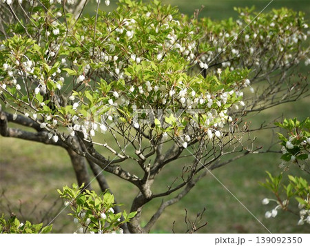 ドウダンツツジの小花 ドウダンツツジの小花 139092350