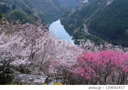 花の里公園に春来る 高知県仁淀川町寺村 花の里公園に春来る 高知県仁淀川町寺村 139092457