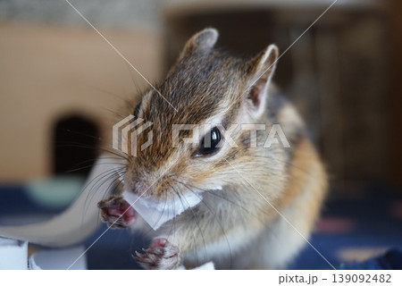 半紙を畳むシマリス 139092482
