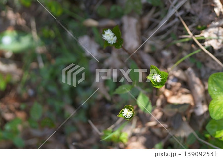 ヒトリシズカの花 ヒトリシズカの花 139092531