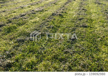 Freshly mowed green lawn featuring scattered grass clippings and mower stripes 139092980