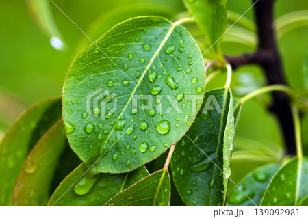 Fresh green leaves covered in glistening water droplets after a light rain Fresh green leaves covered in glistening water droplets after a light rain 139092981