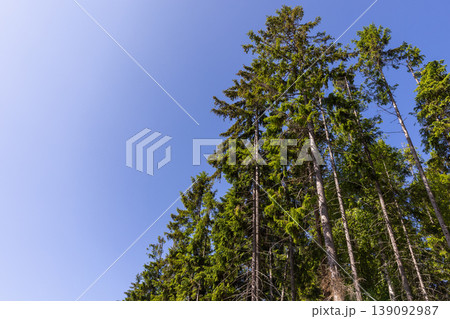 Sunlit evergreen trees and spruce trunks 139092987