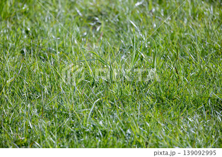 Close-up view of a vibrant green lawn showing fresh grass Close-up view of a vibrant green lawn showing fresh grass 139092995
