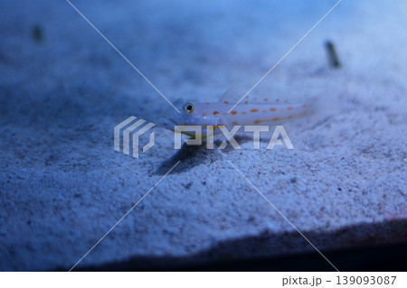 砂地から顔を出すハタタテシノビハゼ 愛らしい海水魚の生態 139093087