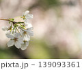 柔らかなボケを背景にした白い桜とコピースペース 139093361