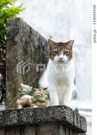 沖縄のシーサーと猫 沖縄のシーサーと猫 139093490