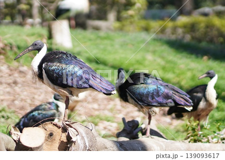 ストロートキ 玉虫色の羽を輝かせる鳥の群れ ストロートキ 玉虫色の羽を輝かせる鳥の群れ 139093617