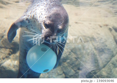 水中をスイスイ泳ぐ愛らしいアザラシ 水族館の癒やしの人気者 139093646