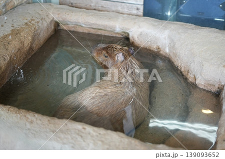 のんびりとした表情に癒やされるカピバラ 動物園の人気者 のんびりとした表情に癒やされるカピバラ 動物園の人気者 139093652