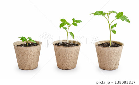 Three cherry tomato seedlings in peat pots arranged in a row from smallest to largest Three cherry tomato seedlings in peat pots arranged in a row from smallest to largest 139093817
