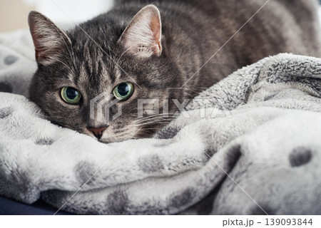 Close up of a tabby cat with wide green eyes hiding under a blanket and looking at the camera. Close up of a tabby cat with wide green eyes hiding under a blanket and looking at the camera. 139093844