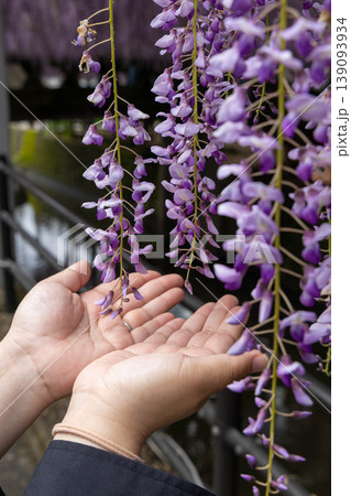 藤の花を手に受ける春のひととき 日本の季節感 藤の花を手に受ける春のひととき 日本の季節感 139093934
