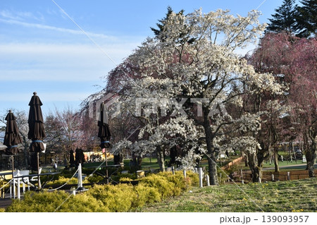 軽井沢アウトレットの桜 春のショッピングエリアの風景 139093957