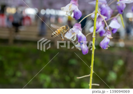 藤の花で蜜を集めるミツバチ 春の自然と受粉の瞬間 139094069
