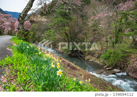 春の島々谷川 水仙と桜が彩る清流の風景 春の島々谷川 水仙と桜が彩る清流の風景 139094112
