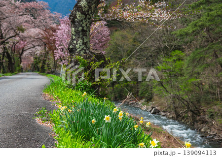春の島々谷川 水仙と桜が彩る清流の風景 春の島々谷川 水仙と桜が彩る清流の風景 139094113