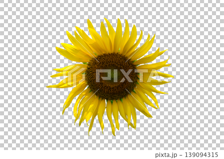 Single Sunflower Bloom Single Sunflower Bloom 139094315