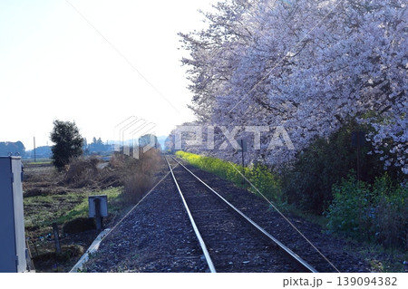 真岡線沿線・桜・菜の花街道 真岡線沿線・桜・菜の花街道 139094382