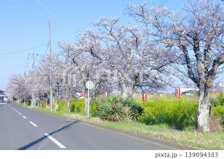 真岡線沿線・桜・菜の花街道 139094383