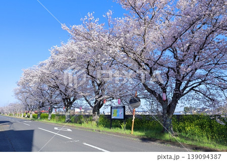 真岡線沿線・桜・菜の花街道 139094387