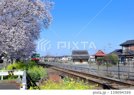 真岡線沿線・桜・菜の花街道 真岡線沿線・桜・菜の花街道 139094389