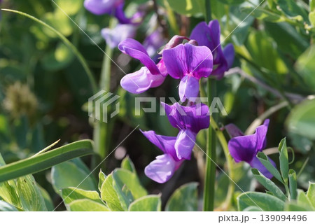 ハマエンドウの花 ハマエンドウの花 139094496