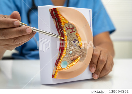 doctor holding female breast human anatomy model. doctor holding female breast human anatomy model. 139094591
