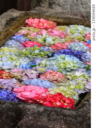 手水舎に浮かぶ紫陽花 手水舎に浮かぶ紫陽花 139094689