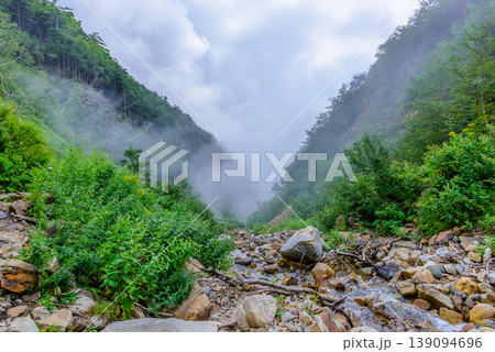 「北アルプス 常念岳 登山道 胸突き八丁付近の沢 清流と新緑の風景 139094696