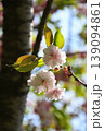 八重桜2026-1 139094861