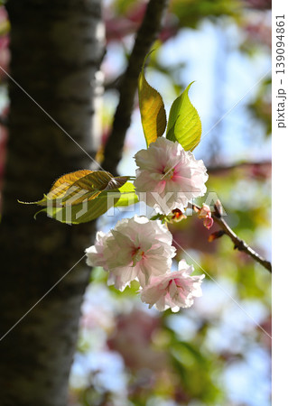 八重桜2026-1 139094861
