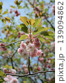 八重桜2026-2 139094862