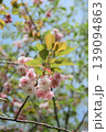八重桜2026-3 139094863