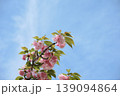 八重桜2026-4 139094864