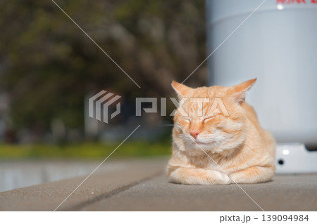 お昼寝猫 お昼寝猫 139094984