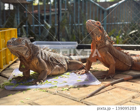 Two iguanas eating green leaves together with animal photography cold blooded iguana pet lizard pet reptile eating greens wildlife vegetable close up herpetology daylight 139095203
